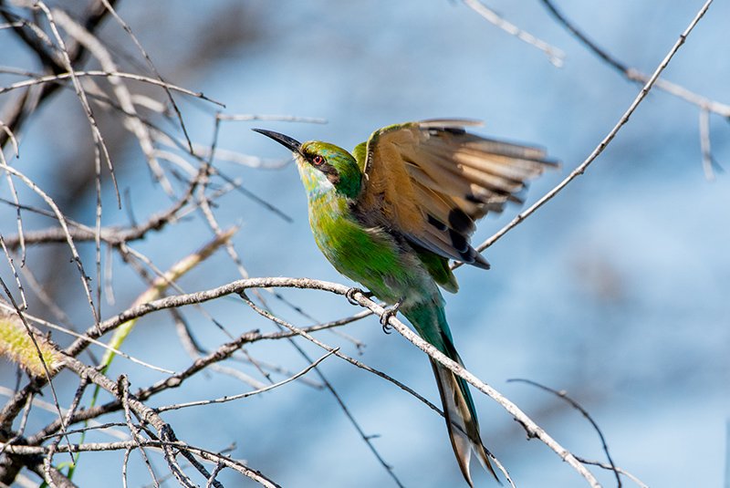 Birdwatching in the Okavango Delta