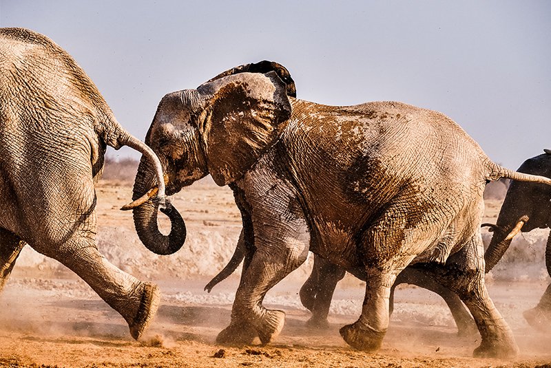 Elephants in Chobe National Park