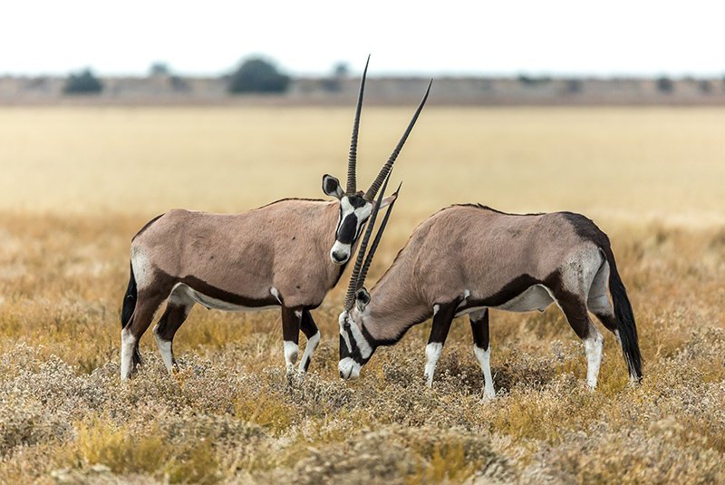 Vast open landscapes of the Central Kalahari Game Reserve
